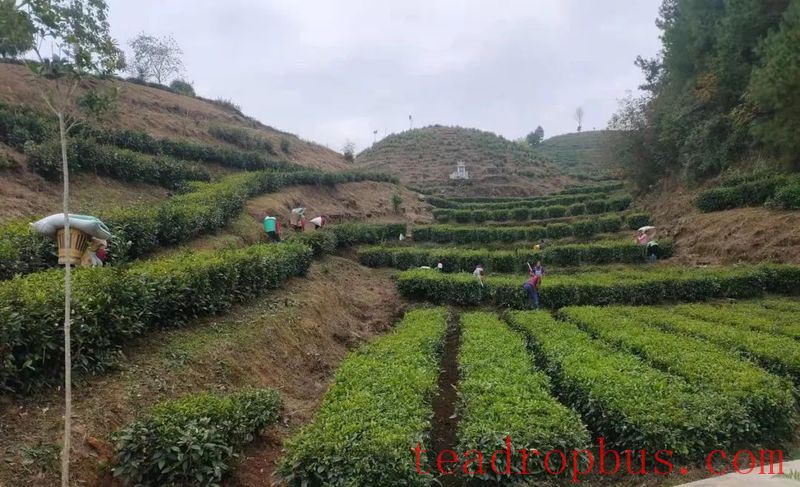 Winter Management Highlights: Tea Gardens Engaged in Autumn-Winter Management Training-25