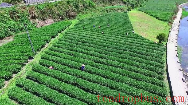 Fusion Development of Tourism and Tea Industry in Guzhang County Boosts Urban and Rural Incomes-2