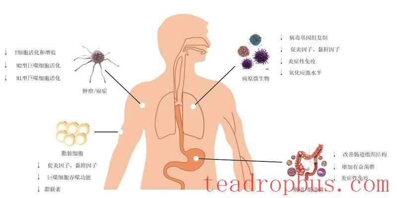 Discussion on the Immune-Regulating Effects of Anhua Dark Tea by Academician Zhonghua Liu's Team-3