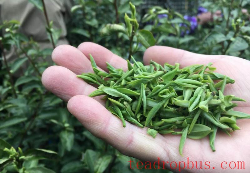 What Tea to Drink to Protect Your Liver When You Stay Up Late-1