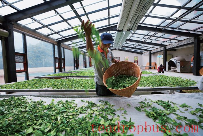 Puer Raw Tea: Savoring Aroma, Freshness, and Terroir (Part I)-5