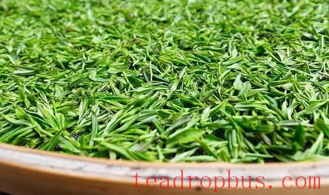 Exploring Maojian Tea: A Renowned Chinese Green Tea - Varieties and Brewing Techniques-1