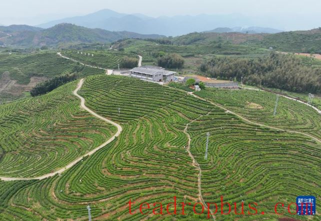 Fujian's Mountains Yield Tea Leaves, Scent Travels Thousands of Miles-10
