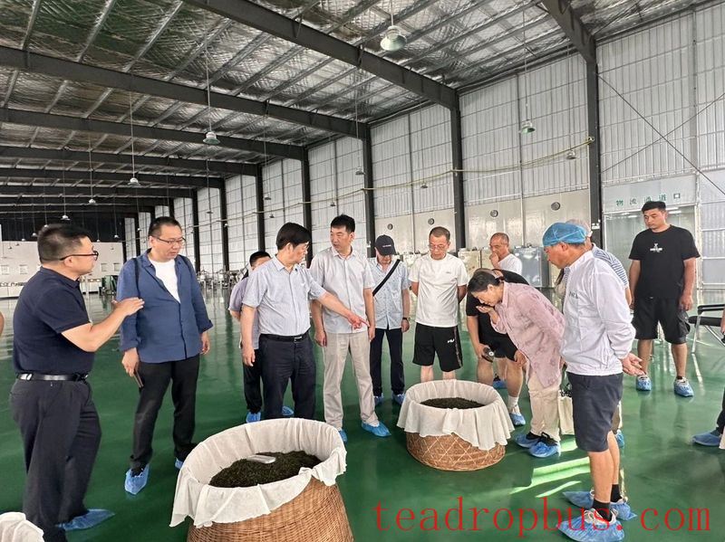 Meeting Over Tea, Plotting Development —— Shanghai Tea Industry Association Delegation Visits Wuyuan to Investigate the Tea Industry-3