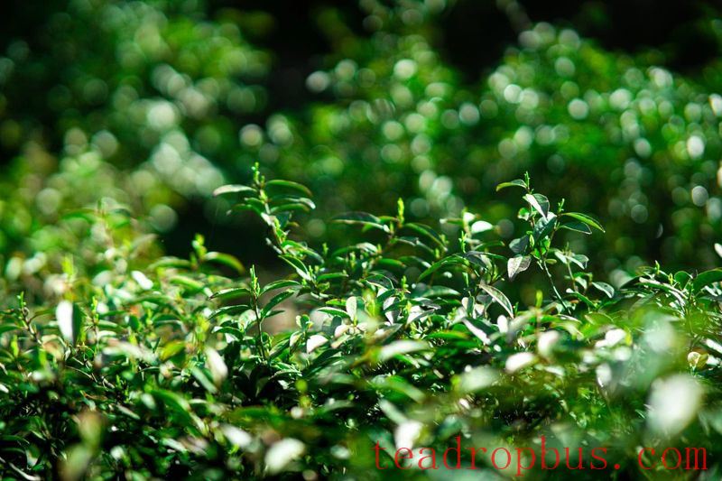 Planting Spring, Enjoying the Aroma of Tea-5