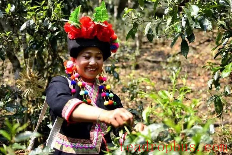 Tea-Aromatic Xishuangbanna Pu'er Famous Mountain: Zhanglang Tea Mountain-3