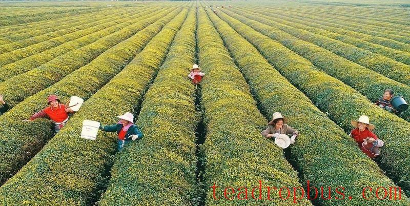Teagarden Management: Remediation Measures for Soil Acidification in Teagardens-5