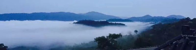 Why Do 90% of Pu'er Tea Enthusiasts Store Yiwu Tea?-2