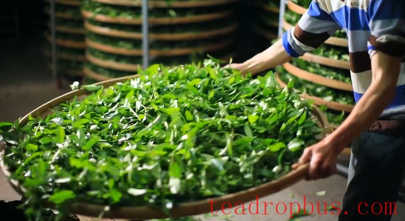 The Traditional Skills for Producing Anxi Tieguanyin Tea Successfully Included in the UNESCO Representative List of the Intangible Cultural Heritage of Humanity-4