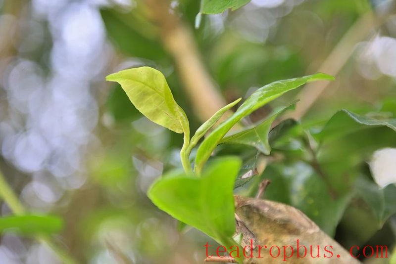 Cangjiang East Bank at Agan Mountain, the Camellia and Tea Aroma Fill the Air-3