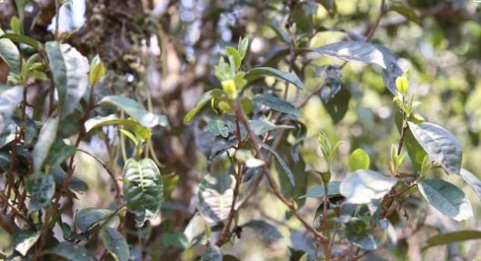 Lao Xu on Tea: In Hekai Manong Old Village, the ancient tea trees have just sprouted, yet ancient tree teas are already everywhere in the market!-2