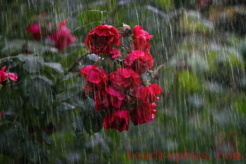 Brewing Tea on a Rainy Day: Tips and Tricks to Remember!-1