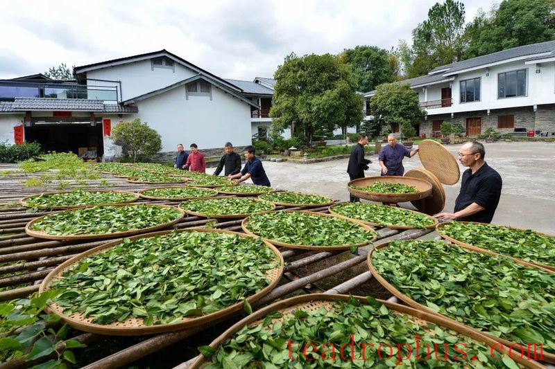 National Intangible Cultural Heritage: Wuyi Rock Tea (Da Hongpao) Manufacturing Technique-2
