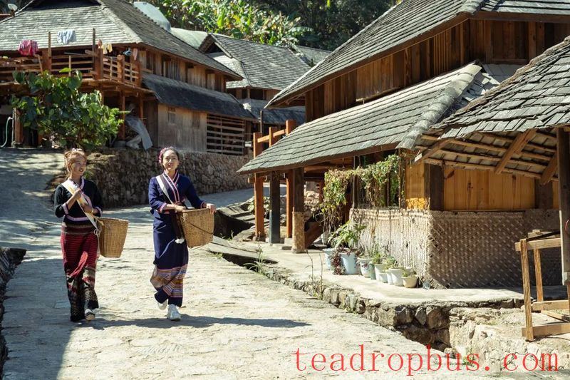The People's Daily Overseas Edition Praises Pu'er Jingmai Tea: A Journey Through Jingmai Mountain with the Fragrance of Tea Traveling Far and Wide-5