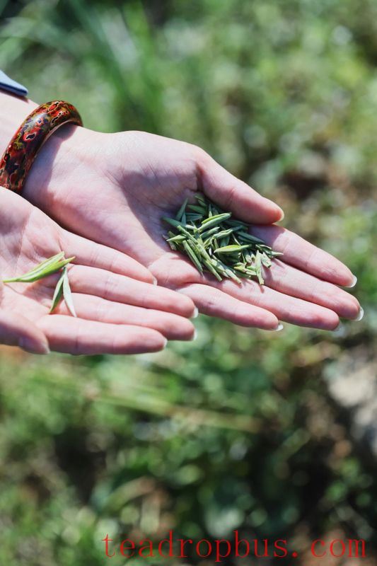 This Northern Province Was Once the Absolute Center of Chinese Tea!-3