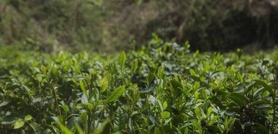 The Liu Bao Tea Production Process [Detailed Explanation]-2