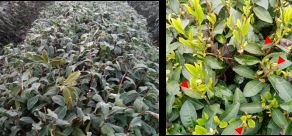 Tea and Meteorology: Types of Frost Damage in Tea Gardens and Low-Temperature Emergency Protection Techniques-5