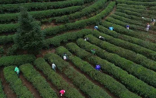 Key Points for Winter Management in Tea Gardens-1