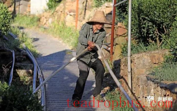 Hangzhou Endures High Temperatures as Tea Farmers Water to Fight Drought-7