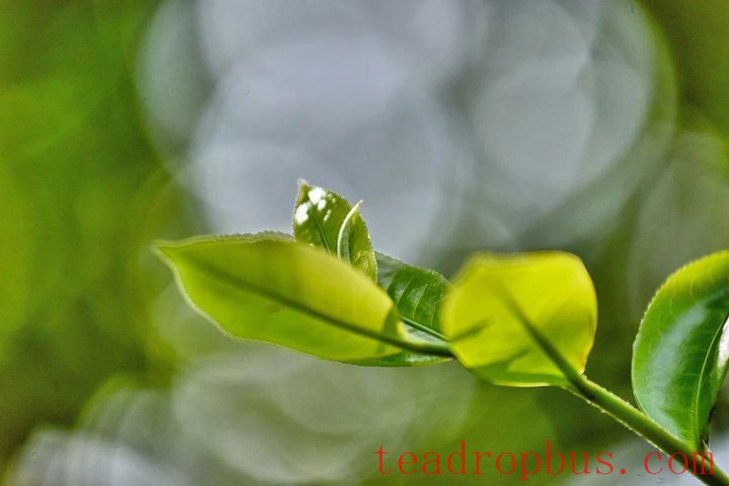 Cangjiang River Brings Life to Spring Tea; Original Ancient Trees are 
