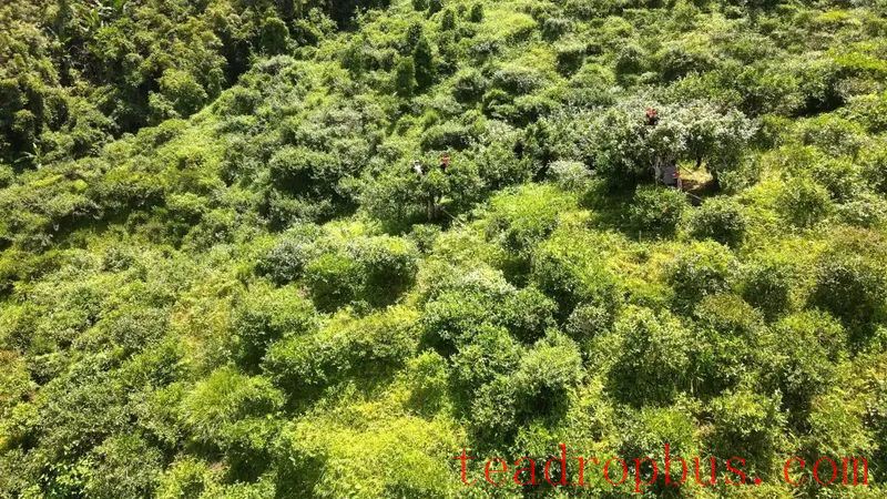 Tea Charm of Malipo Series (Part 1): Malipo Tea – Standing Proud Through Quality and Trust-2