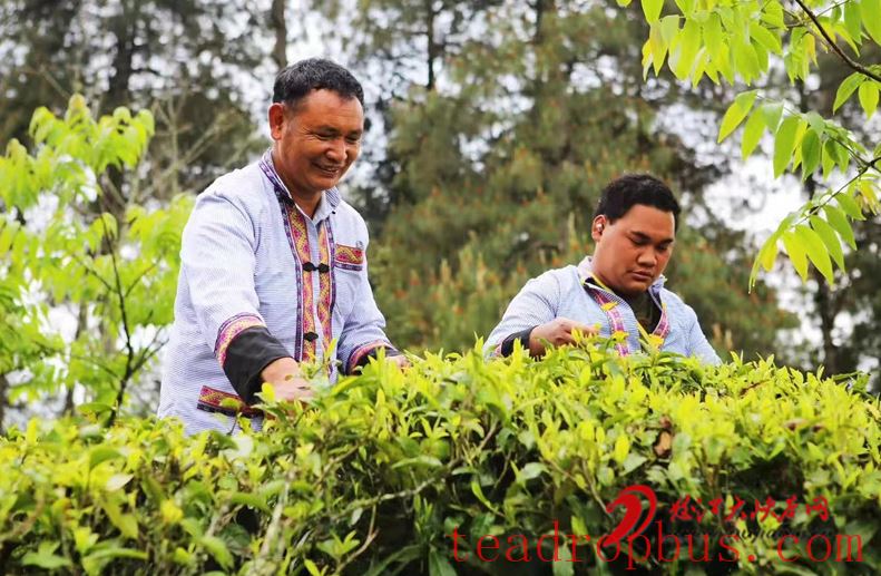 Luma Deng Township, Fugong: Busy with Spring Tea Harvest, Pathways to Income Growth-2