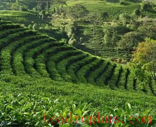 Fusion Development of the First, Second, and Third Industries on Ancient Tea Mountains: An Overview of the History and Culture of Menghai Pu'er Tea-1