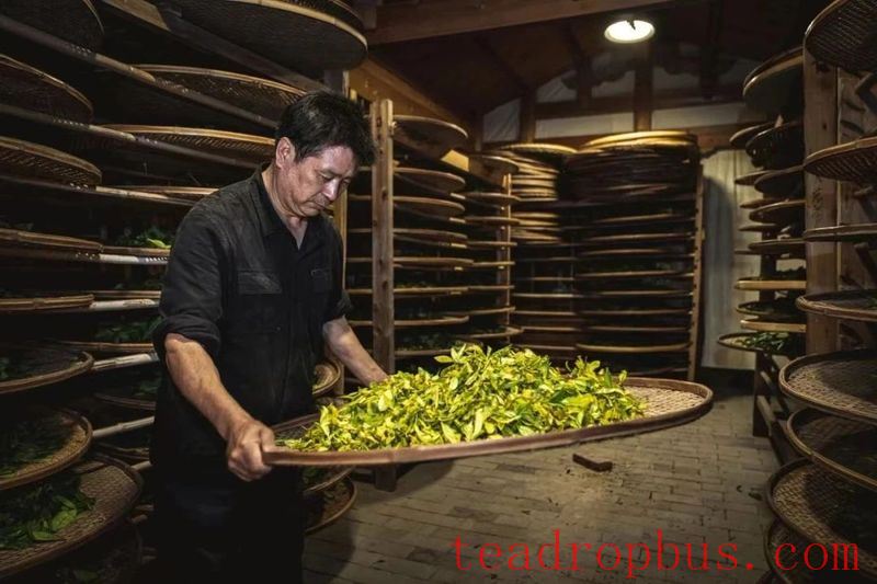 Huang Xiangeng - The Traditional Handmade Skills of Rock Tea-8