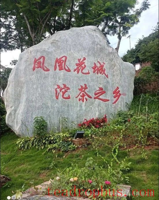 Nanjian County Implements Precision Talent-Gathering Plan to Support the Construction of a Tea Industry Workforce-10