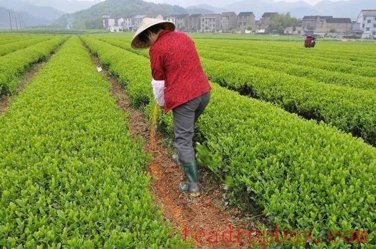 Scientific Fertilization Recommendations for Tea Trees in Autumn and Winter-1
