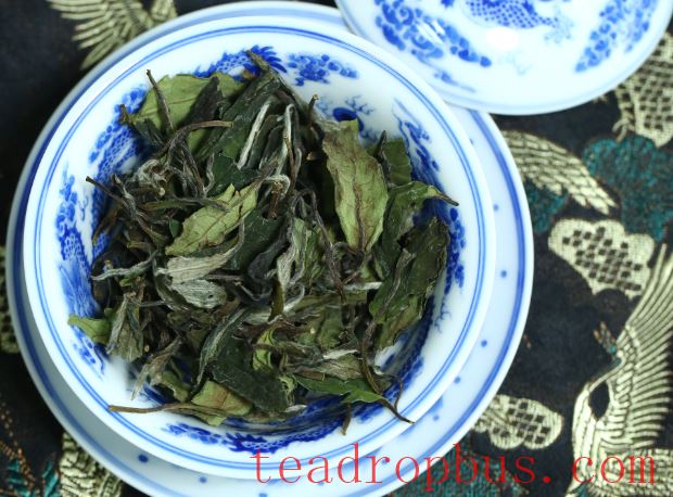 Why Start Drinking White Tea with Shoumei?-3