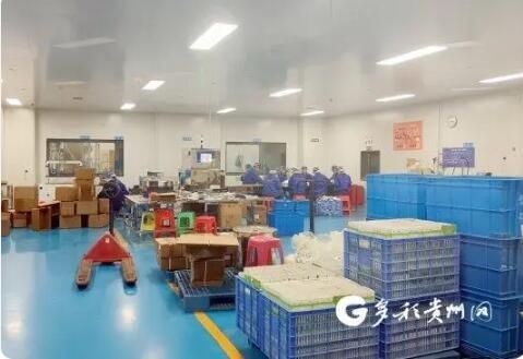 Annual Matcha Production of 4,000 Tons! A 