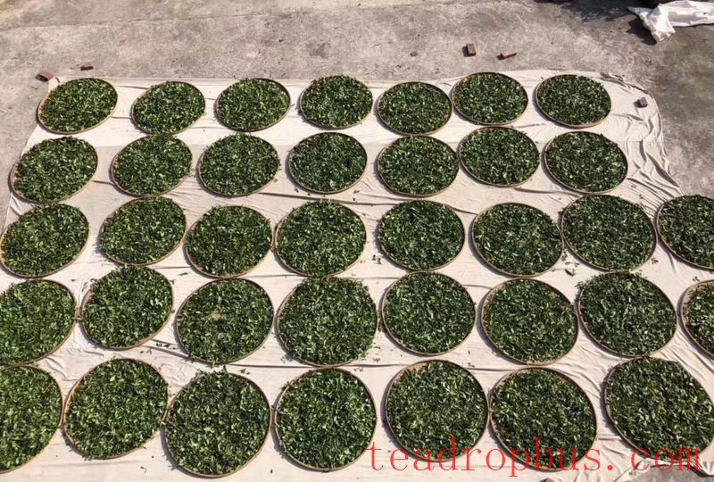 Unveiling the Initial Processing Techniques of Anxi Tieguanyin-2