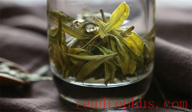 Correct Method of Drinking Green Tea-4