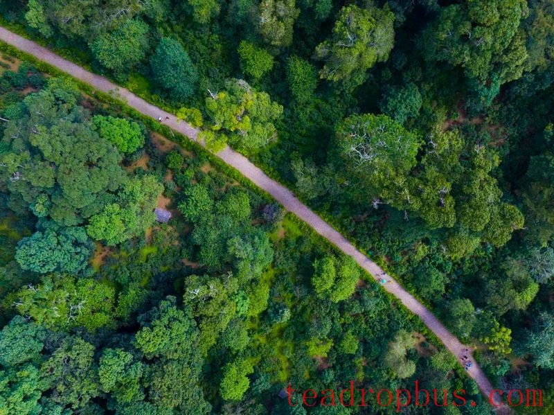 The People's Daily Overseas Edition Praises Pu'er Jingmai Tea: A Journey Through Jingmai Mountain with the Fragrance of Tea Traveling Far and Wide-3