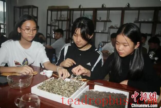 Lao-Chinese Youngsters Study Pu'er Tea Culture in Yunnan-2