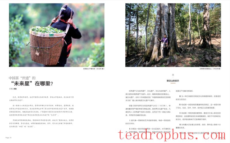 Jingmai Chronicles: Step into the World's First Tea-Themed World Heritage Site-6