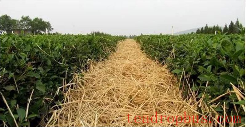 Fu'an: Preventive Measures for Tea Garden Production in Response to Persistent High Temperatures-2
