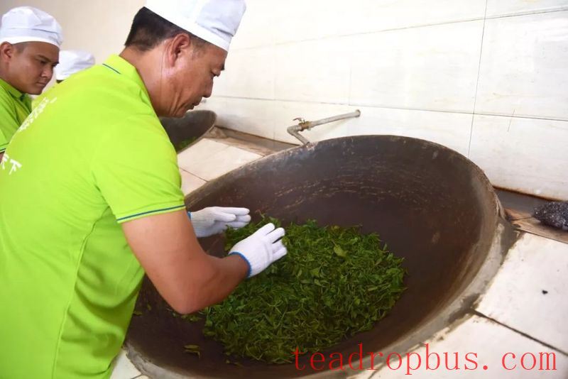 Cainong Tea: Ancient Methods? Traditional Methods? New Methods?-3