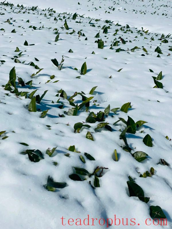 Fuding Tea Technicians Provide Cold Protection Advice in Tea Gardens-5