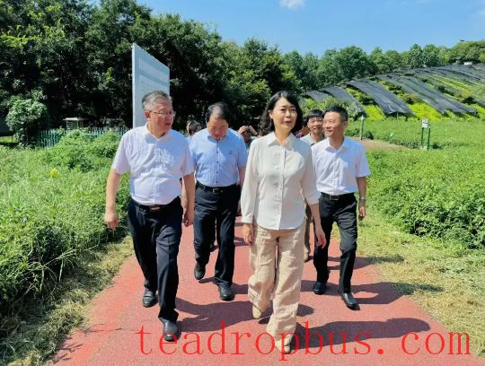 Yangzhou Leaders Survey the Tea Industry in the Park-5