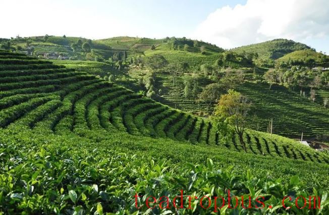 The National Times Focuses on Menghai: Crafting the Tea Narrative Together for Shared Happiness-5