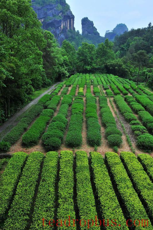 The Sacred Land of Tea: Mount Wuyi-4