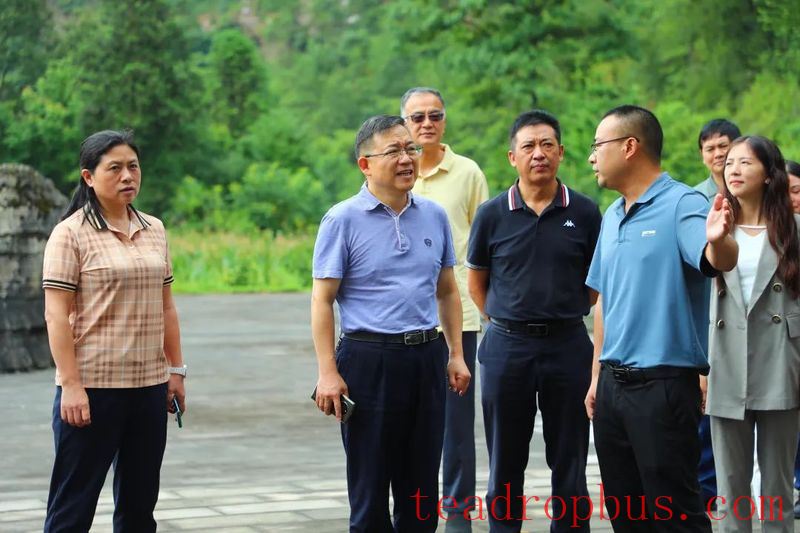 Chairman Lu Pengfei of the District CPPCC Conducts Field Research on Tea Industry Development and Workstation Construction in Houping and Tongzi-1