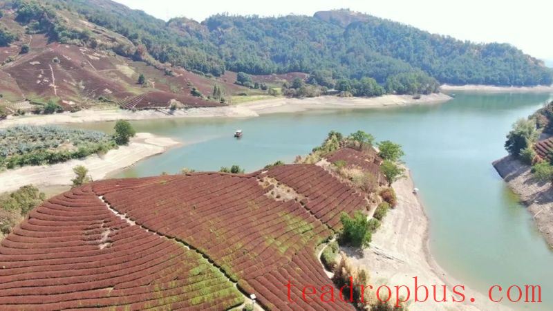 Recovery Measures for Tea Plants After Extreme Heat and Drought Disasters-3