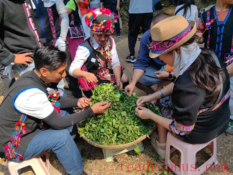 Promoting Rural Revitalization through Tea: The Ancient Tea Mountain of Nanuo Mountain Officially Opens for Spring Harvest-2