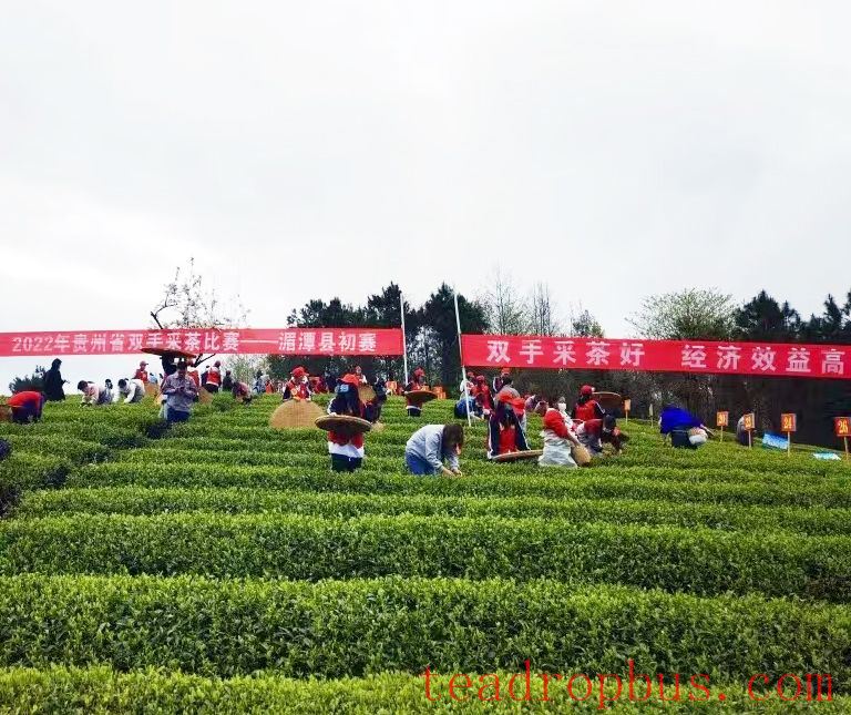 Spring Tea Garden Management Measures-6