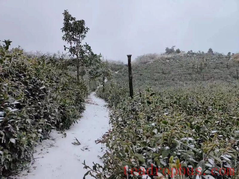 How to Cope with Low Temperatures, Snow, and Freezing Weather: This Technology Helps Protect Tea Plants-3