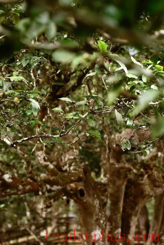 June Stretches Long, Meeting the Boundless Green of the He Kai Tea Garden-6