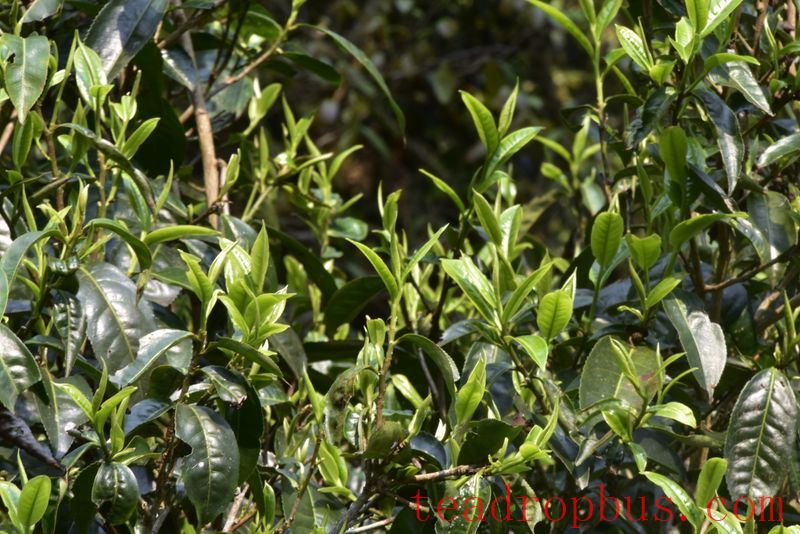 Rhinoceros Pond Tea Area-2